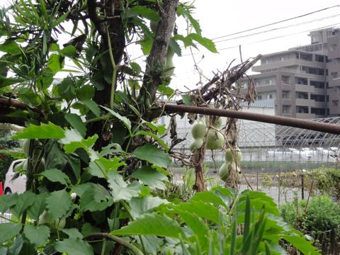 せみの羽化を観察