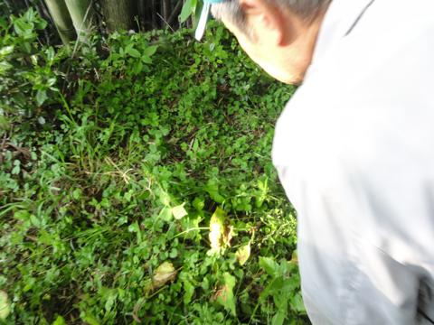 H25年の田植え