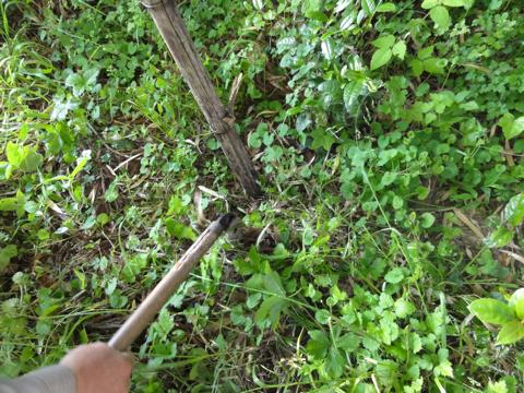 H25年の田植え