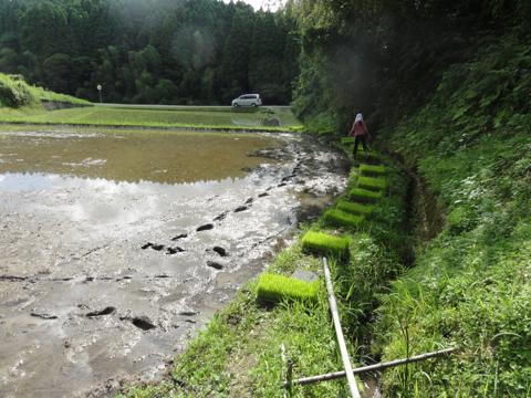 H25年の田植え