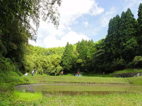 H25年の田植え