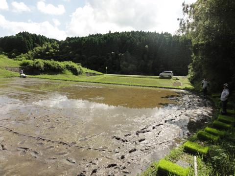 H25年の田植え