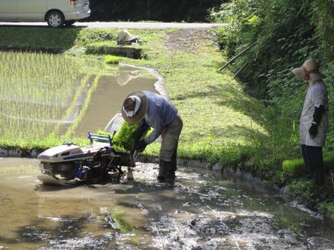 H25年の田植え
