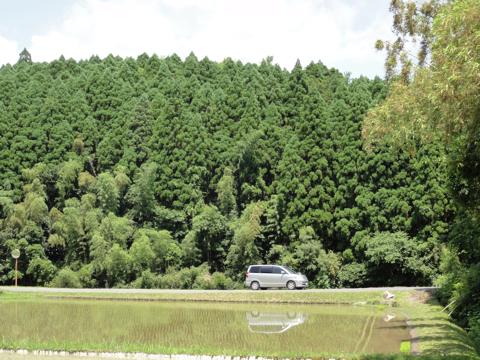 H25年の田植え