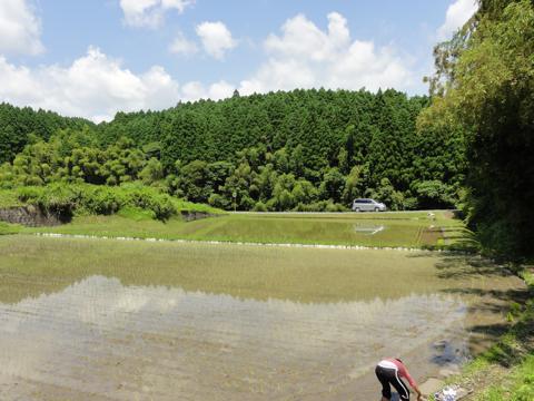 H25年の田植え