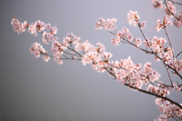 桜　色々