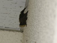蝙蝠　in　我が家のドアの前(T_T)