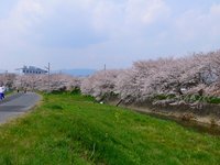 真野川の桜