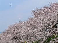 真野川の桜