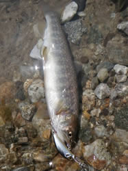 2012年4月25日　岐阜県・宮川下流漁協管内