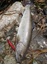 2012年4月25日　岐阜県・宮川下流漁協管内