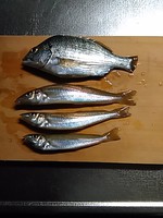 SABAKERU SABAKERU