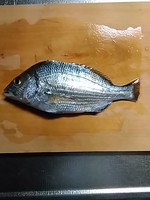 SABAKERU SABAKERU
