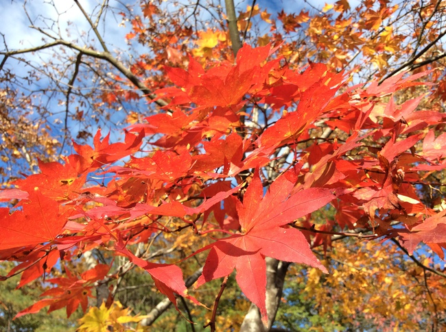 トルテュライトで紅葉狩りキャンプ in 不動尊公園キャンプ場 その2 トルテュライトで紅葉狩りキャンプ in 不動尊公園キャンプ場 その2