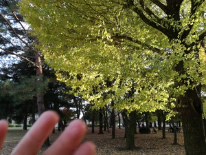 父子で鶏の丸焼き♪(公園BBQ) 父子で鶏の丸焼き♪(公園BBQ)