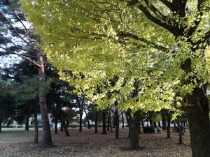 父子で鶏の丸焼き♪(公園BBQ) 父子で鶏の丸焼き♪(公園BBQ)