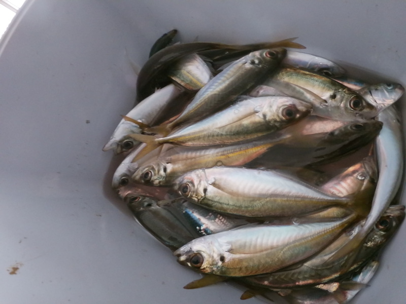 豊浜でアジ釣り もうすぐ釣り桟橋もイワシ祭りか? 豊浜でアジ釣り もうすぐ釣り桟橋もイワシ祭りか?