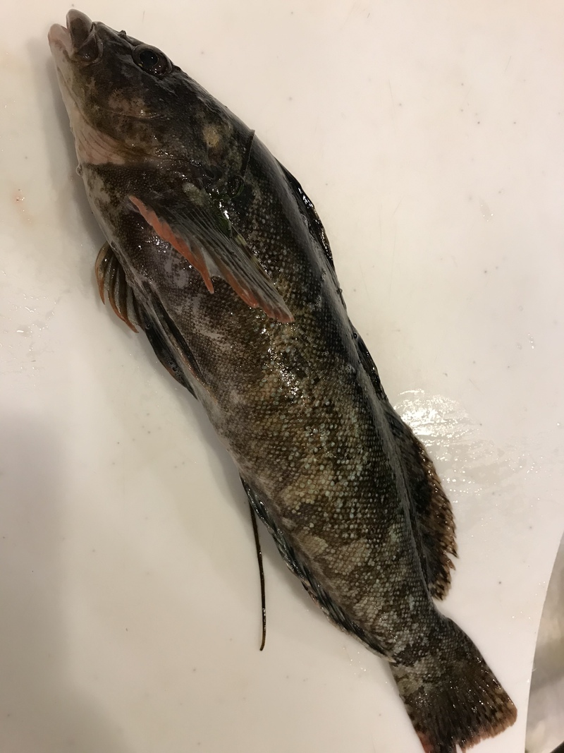 知多半島 メバル釣り 知多半島 メバル釣り