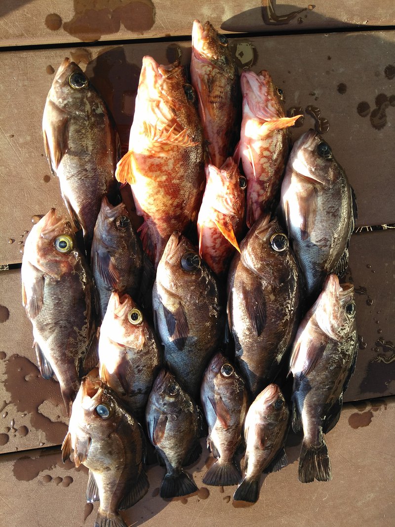 豊浜 オサボート メバル釣りに 豊浜 オサボート メバル釣りに