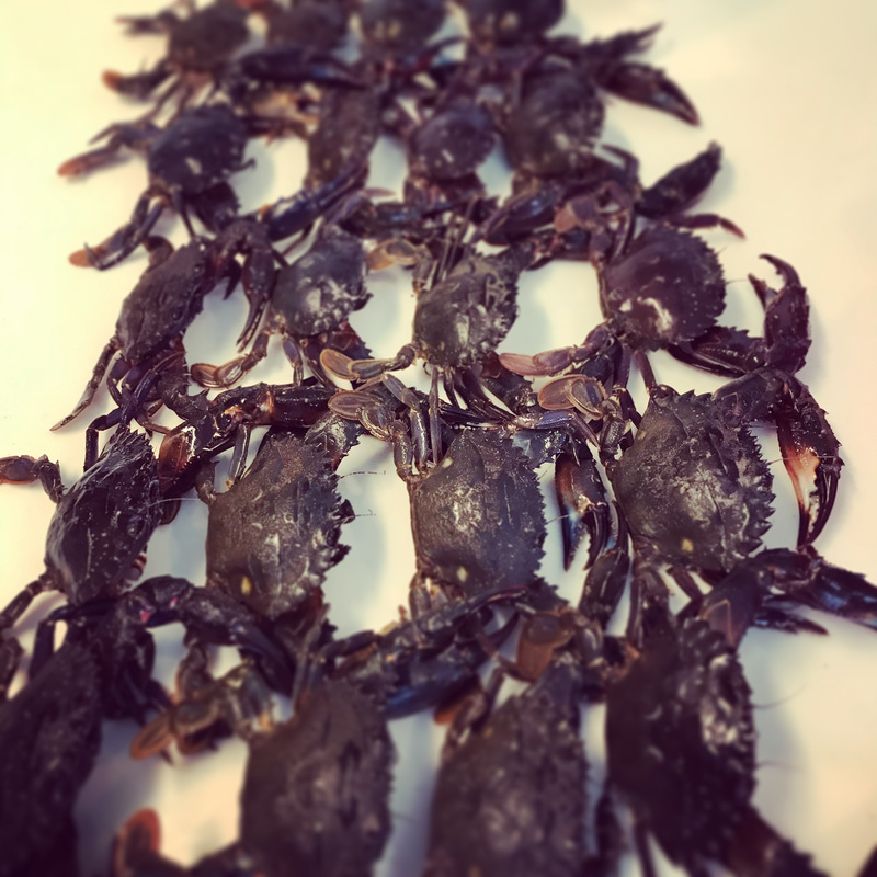 知多半島 カニ釣り 知多半島 カニ釣り