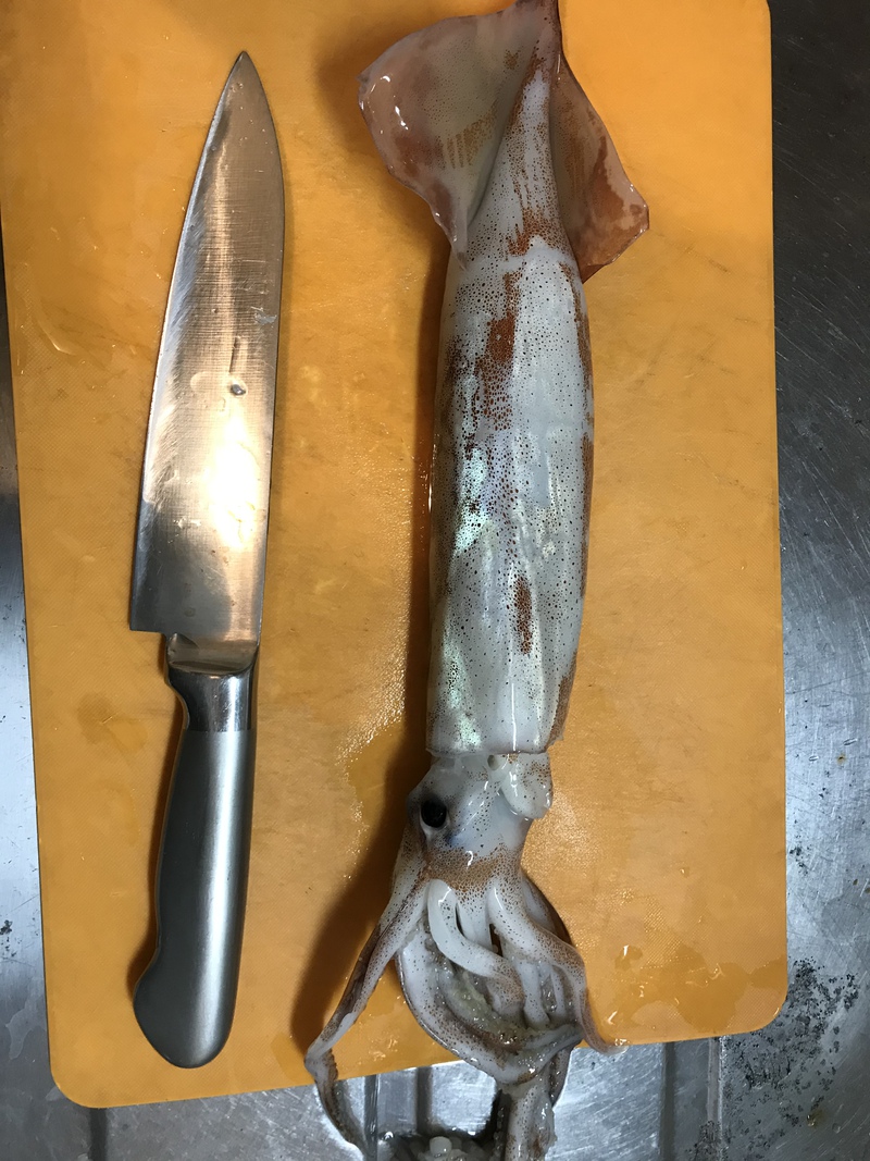 ヤリイカ 料理 ヤリイカ 料理