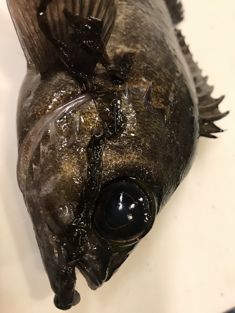 知多半島 メバル釣り 知多半島 メバル釣り