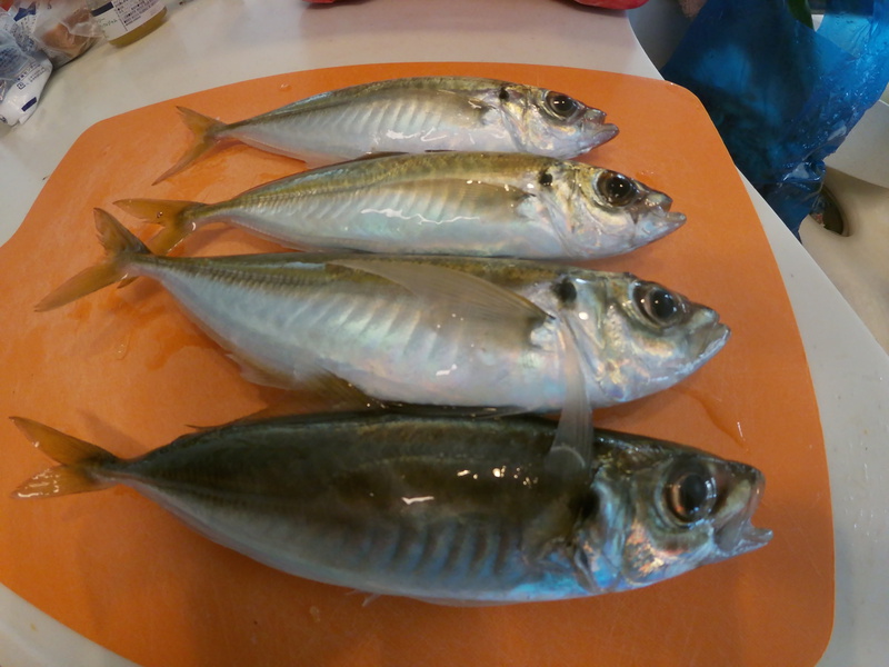 豊浜でアジ釣り もうすぐ釣り桟橋もイワシ祭りか? 豊浜でアジ釣り もうすぐ釣り桟橋もイワシ祭りか?