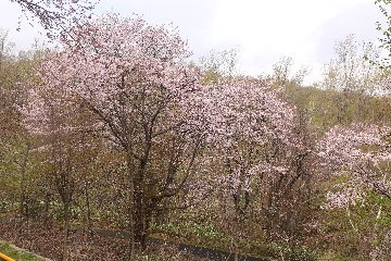 今年は桜満開の日にここにいられた