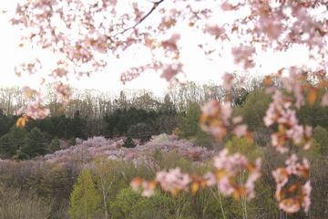 富良野美瑛の桜風景