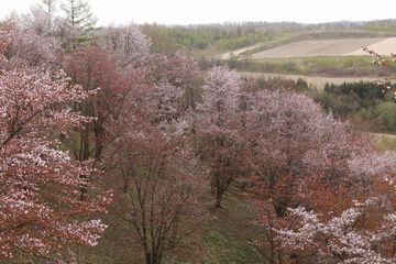 富良野美瑛の桜風景