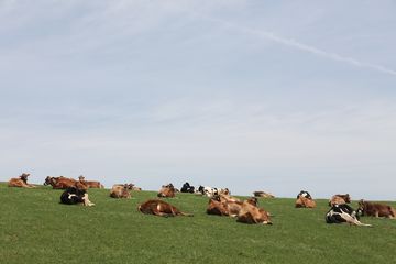 ジャージー牛のいる風景とソフトクリーム