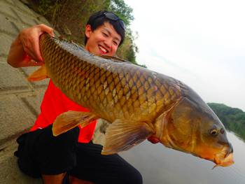 コイはなかなか面倒な魚らしい コイはなかなか面倒な魚らしい