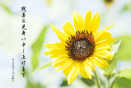 残暑お見舞い申し上げます
