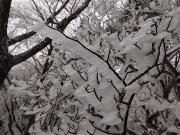 筑波山(薬王院口)は雪景色♪