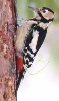 オオアカゲラ　guitarbirdの鳥図鑑034