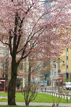 札幌もようやく桜が咲いた