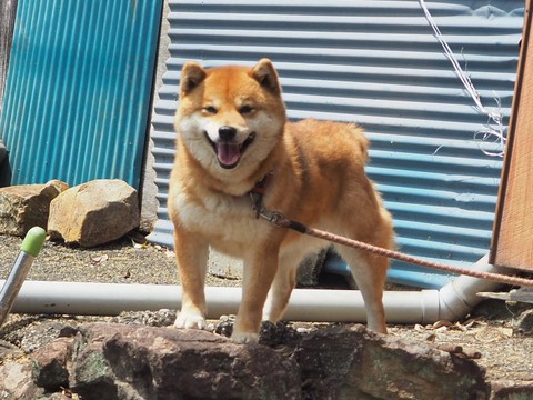 熊野古道周遊・人力旅② ~赤木川パックラフト+伊勢路折り畳み自転車~ 熊野古道周遊・人力旅② ~赤木川パックラフト+伊勢路折り畳み自転車~