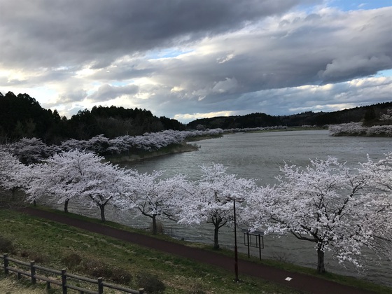 花見キャンプ2017