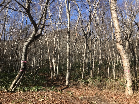 北泉ヶ岳hike 北泉ヶ岳hike