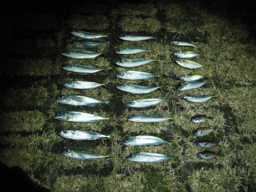 またまた釣りキャンプ... またまた釣りキャンプ...
