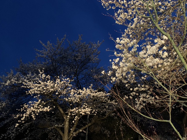 満開の桜の下におっさんたち大集合！～Mad氏邸でお泊まり花見を楽しむ～