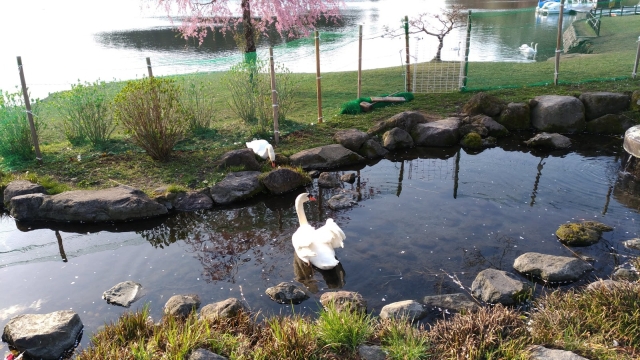 花見キャンプin志高湖 2018 花見キャンプin志高湖 2018