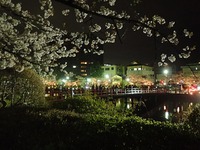 小田原城で桜散歩＾＾