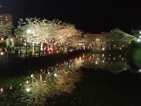 小田原城で桜散歩＾＾