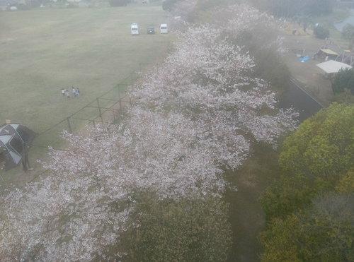 大池花見キャンプ2017 大池花見キャンプ2017