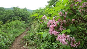 那須岳で見たお花たち　-6月下旬-