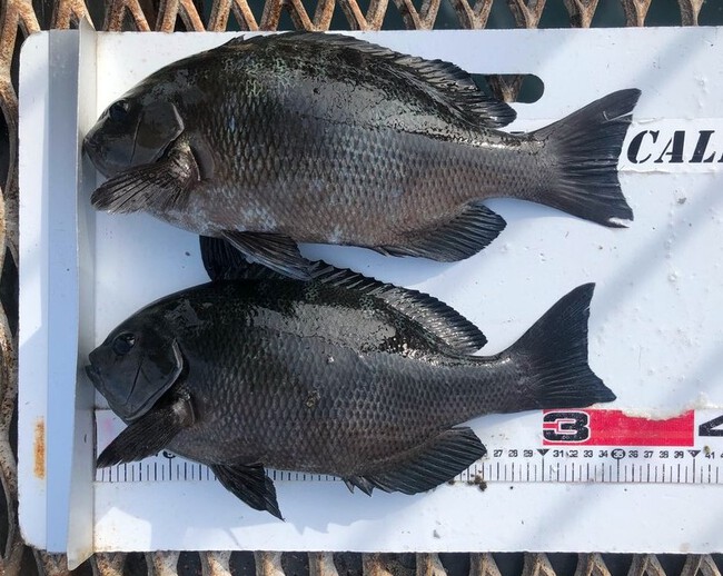 週間釣り天気!11/11~11/15 週間釣り天気!11/11~11/15