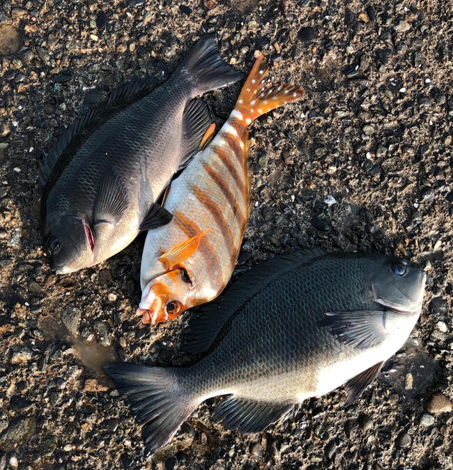 3/25(月) 木負堤防 冴えない長潮!水温上がって春の海!31cm! 3/25(月) 木負堤防 冴えない長潮!水温上がって春の海!31cm!