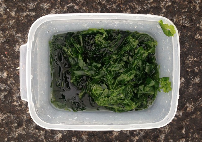 今年も海苔不作!? 今年も海苔不作!?