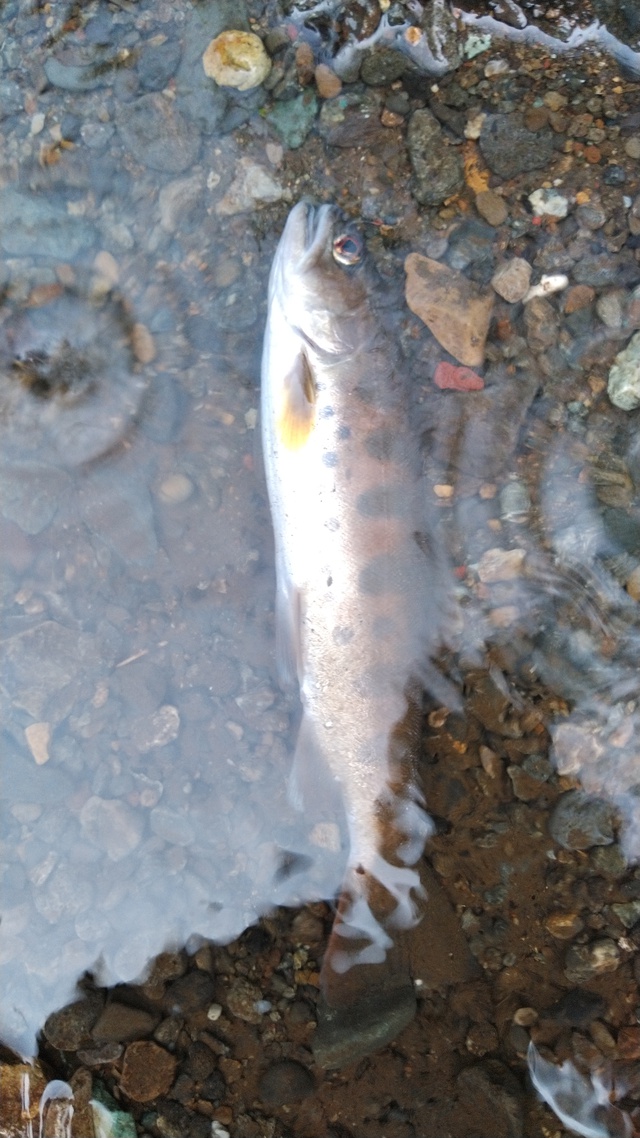 山梨県に1泊 釣りしに行ってきた 山梨県に1泊 釣りしに行ってきた